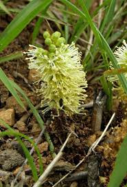 Image result for Elephantorrhiza elephantina