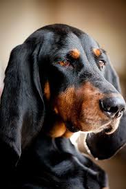 Black And Tan Coonhound Vs Bloodhound Pin On Dogs