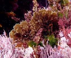 Image result for Selago lacunosa