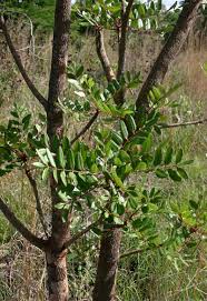 Image result for Ekebergia