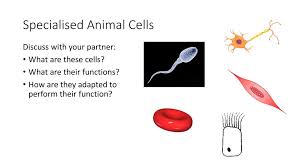 Check spelling or type a new query. Starter Match The Cells With The Correct Picture Ppt Download