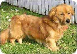The golden retriever corgi mix a.k.a. Corgi Golden Retriever Mix Maybe What Luna Will Look Like However Black Golden Retriever Golden Retriever Funny Corgi Golden Retriever