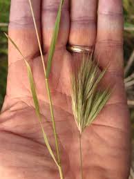 Image result for Bromus leptoclados