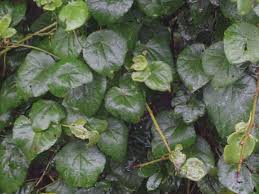 Image result for Dombeya torrida