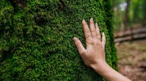 We provide version 1.0.5, the latest version that has been optimized for different devices. Scrisoare DeschisÄƒ Privind IntenÅ£ia Ministerului Apelor È™i PÄƒdurilor De A RenunÅ£a La Inspectorul PÄƒdurii Wwf Romania