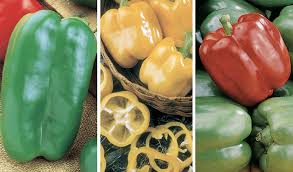 69 year old yorkshire widower arthur pepper gets up every day at 7.30am.he eats his breakfast, waters his plant, frederica, and does not speak to anyone unless it is absolutely necessary. Giant Bells Collection Garden Ready Plants Pepper Plant Collections Totally Tomatoes
