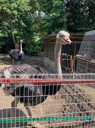 Port dickson top 2 in can't miss attractions. Animals Bild Von 2 Stunden Ant Planet Carnivorous Plants Und Strauss Show Farm Port Dickson Tripadvisor