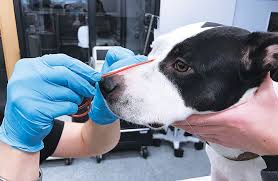 A deviated septum, swelling of the nasal. Delivering Supplemental Oxygen Clinician S Brief