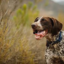 We did not find results for: German Shorthaired Pointer Full Profile History And Care