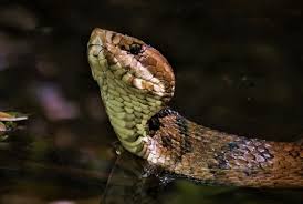Browse 113 cottonmouth water moccasin snake stock photos and images available, or search for florida cottonmouth or rattlesnake to find more great stock photos and pictures. Encounter With A Cottonmouth