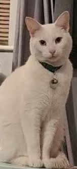 Lost and Found Pets Isle of Man