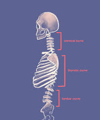 It is made up of bones, discs, muscles, ligaments, nerves and tendons. Spine Anatomy Basics Integrated Spine Service