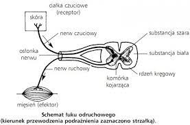 Jest on odpowiedzialny za otrzymywanie i przetwarzanie informacji od zmysłów. Regulacja Nerwowo Hormonalna Ogolna Budowa I Rola Ukladu Nerwowego Biologia Opracowania Pl