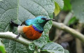 Image result for Cincinnobotrys