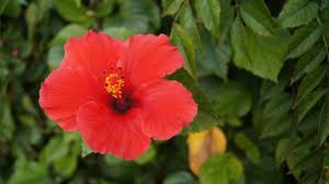 Hai cercato fiori rossi tra i tag. Fiori In Cina Qual E Il Loro Significato Inchiostro Virtuale