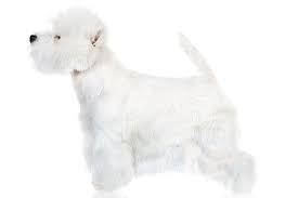 dog breed identification chart elegant west highland white