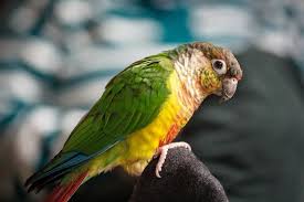 Green Cheek Conures Breeding?!?! Help : R/Conures