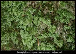 Image result for Hymenophyllum tunbridgense