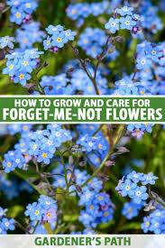 We did not find results for: How To Grow Forget Me Nots Myosotis Sylvatica Gardener S Path