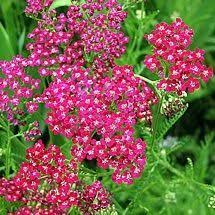 Perennials Deer Resistant Plants Deer Resistant Perennials Deer Resistant Garden