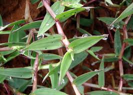 Image result for Digitaria abyssinica