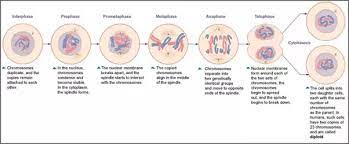 Dot point(s) identify the sites of mitosis in plants, insects and mammals wellcome.ac.uk. How Does Mitosis Take Place In Animals Quora