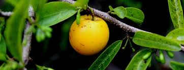 Image result for Ximenia