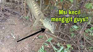 Maybe you would like to learn more about one of these? Cara Membuat Jerat Biawak Lebih Mudah Youtube