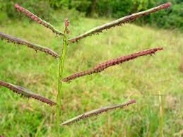 Image result for Paspalum scrobiculatum