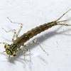 Pada fase ini, nimfa merupakan predator untuk organisme akuatik kecil. 1