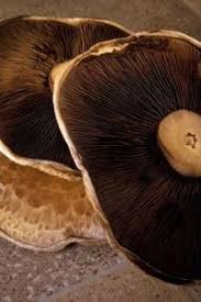 How to grow portobello mushrooms youtube. Growing Mushrooms