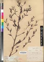 Image result for Ludwigia erecta