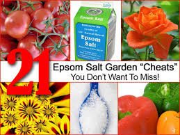 A dose of magnesium will greatly benefit your other. 21 Epsom Salt Garden Cheats You Don T Want To Miss