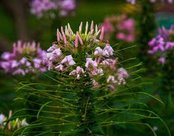 Image result for Cleomaceae