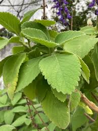 Image result for Coleus barbatus
