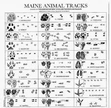 How Many Can You Identify Animal Tracks Animal Footprints Animal Tracks In Snow