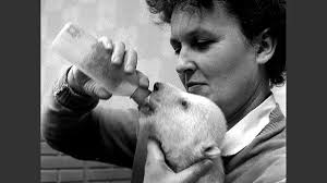 Von ganz klein zu ganz groß: Die Geschichte des Rostocker Zoos