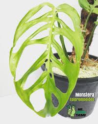 Pin On Monstera