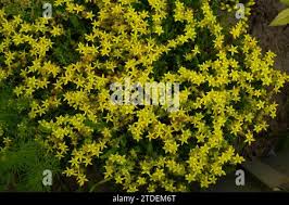 Image result for Hibiscus sidiformis