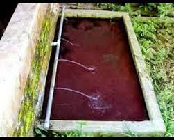 Dibanding tipe cacing yang lainnya, jenis ini sangat disukai oleh ikan yang berbadan mungil. 7 Cara Budidaya Cacing Sutra Dengan Ampas Tahu Ilmubudidaya Com