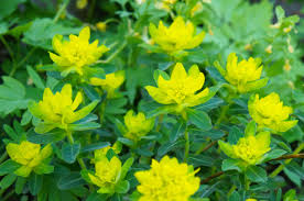 The japanese spurge (pachysandra terminalis) is an evergreen plant that's known for its slow growth and green colored leaves. Japanese Pachysandra Useful Spurge Ground Cover