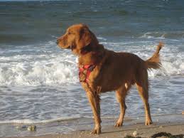 Three Legged Dog At The Beach 3 Legged Dog Beautiful Dogs Dog Wheelchair