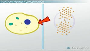 Special proteins within the cell membrane act as specific protein 'carriers'. Active Transport In Cells Definition Examples Video Lesson Transcript Study Com