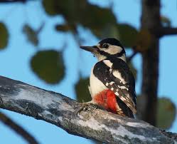 Woodpecker sounds in there natural environment for relaxation, sleep, meditation and studying. Great Spotted Woodpecker Song Call Voice Sound