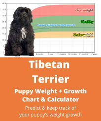 Tibetan terrier puppies are the noble heirs of a genetic lineage that extends more than 2,000 years into the past. Tibetan Terrier Weight Growth Chart 2021 How Heavy Will My Tibetan Terrier Weigh The Goody Pet