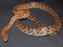Alabama Cornsnake Corn Snake Reptile Room Reptile Breeder