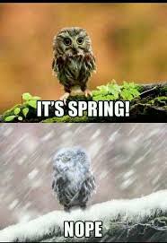 15 Funny Memes About Spring Funny Owls Funny Animals Funny Pictures
