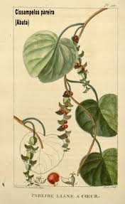 Image result for Cissampelos mucronata