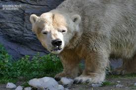 Gehen sie auf eine abenteuerliche expedition in alaska wo sie luchse. Eisbar Antonia Eisbar Bill Zoom Gelsenkirchen 07 04 2019 Eisbarblond