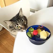 Jannaty Reda Rabi Adli Kullanicinin Cute Cats Panosundaki Pin